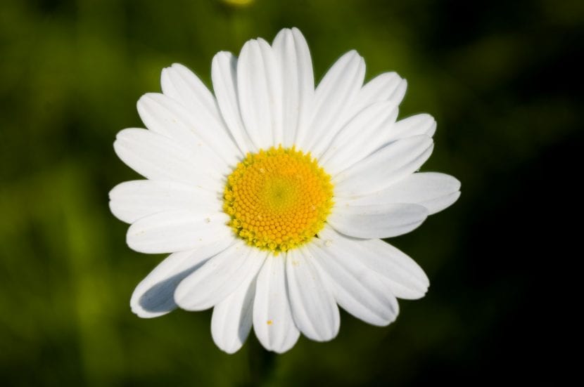 Cúc Daisy giúp làm sạch sâu, kháng viêm và ngừa mụn
